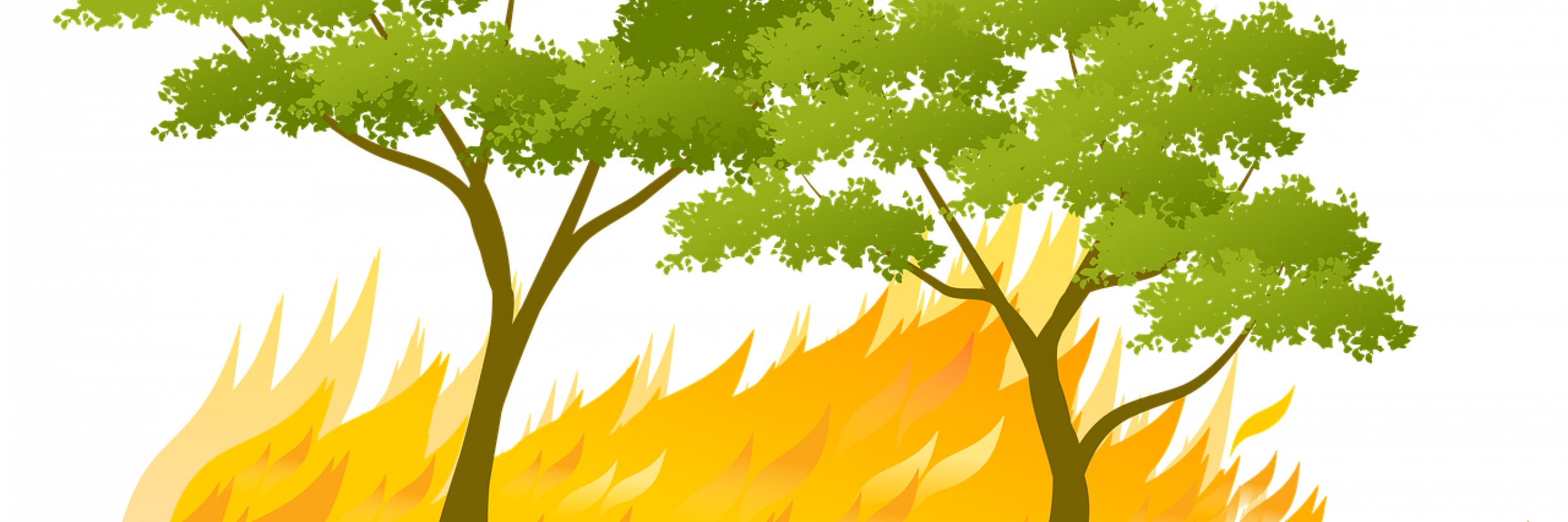 feux de forêt