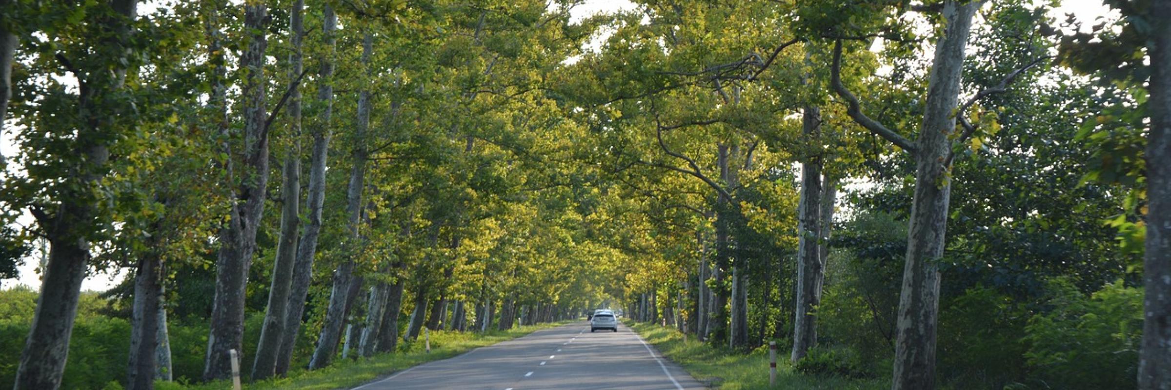 alignement d'arbres en bord de route